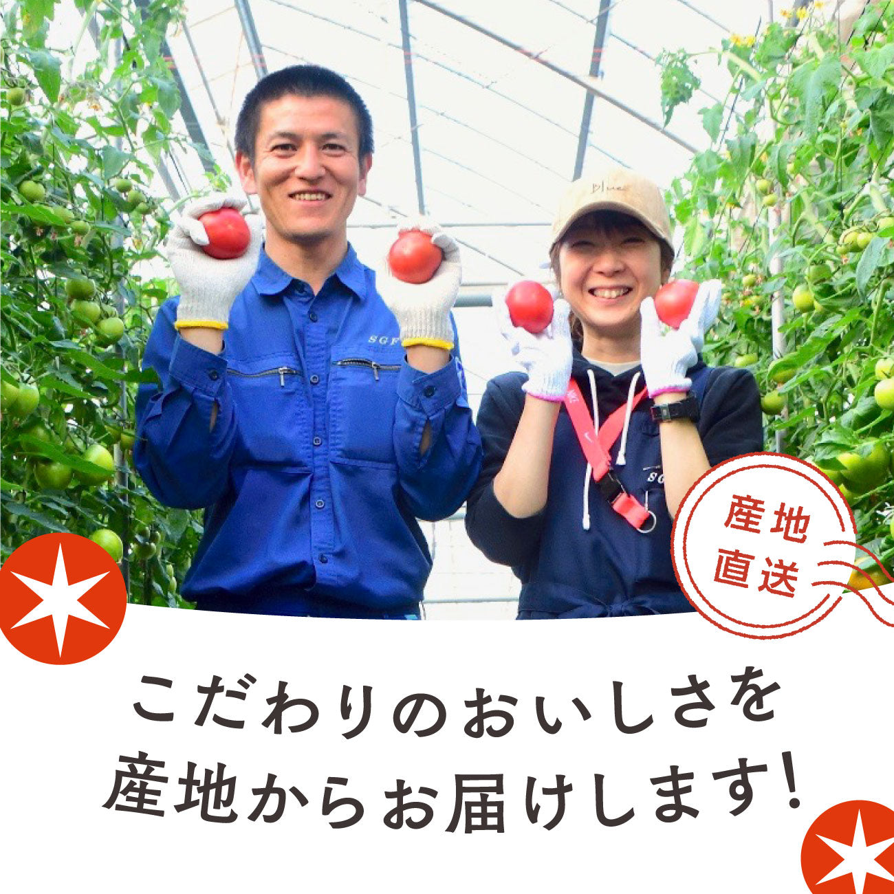 《2026年収穫分》先行予約!【てるて姫】スーパーフルーツトマト(2026年2ー3月出荷)