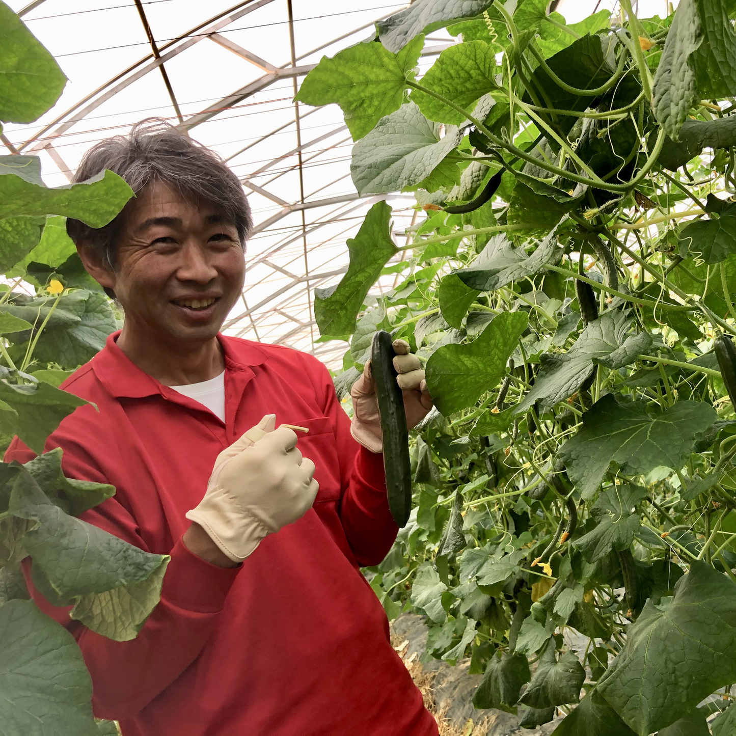 新鮮野菜セット(きゅうり・トマト)