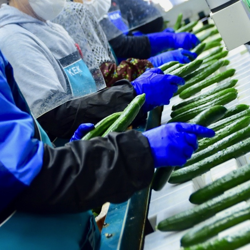 新鮮野菜セット(きゅうり・トマト)