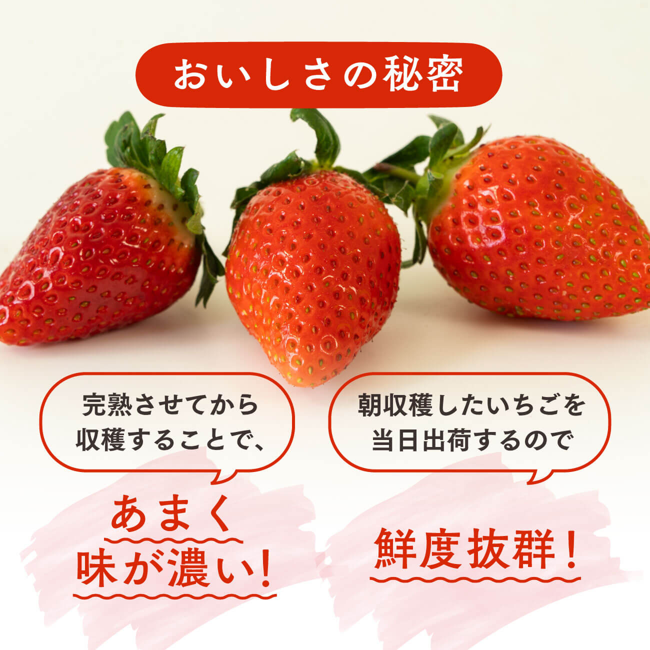 いちご とちおとめ