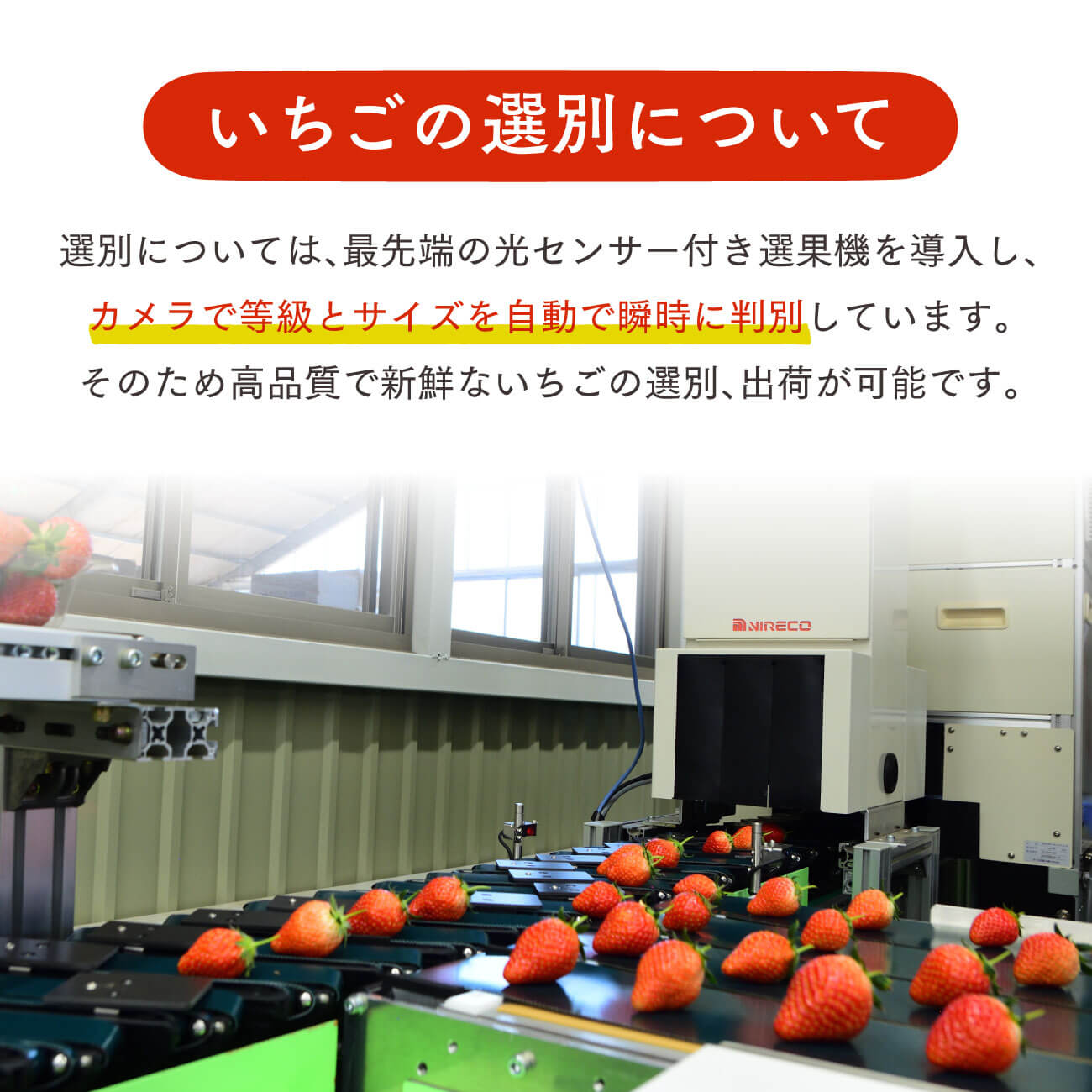 いちご とちおとめ