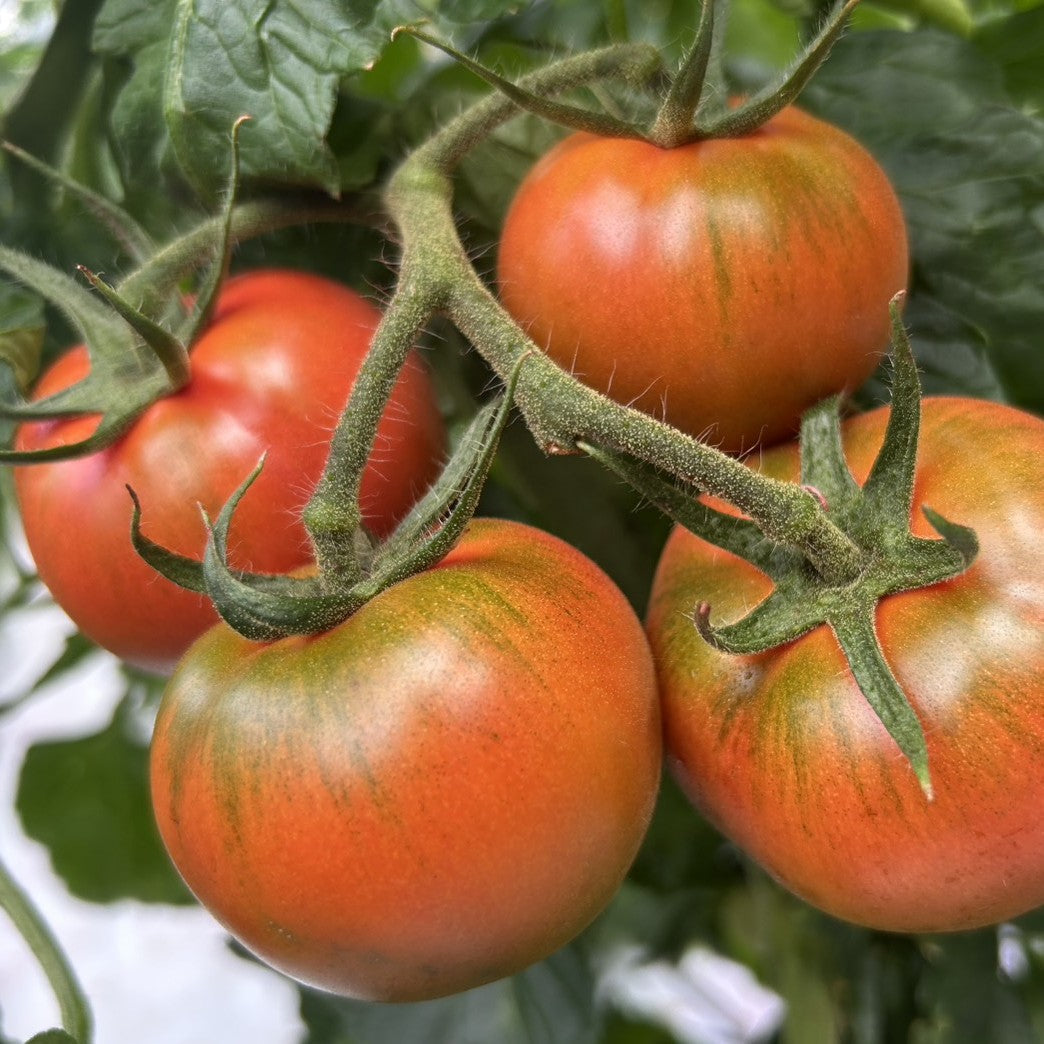 日テレ【神速料理人】で素材として使用されました