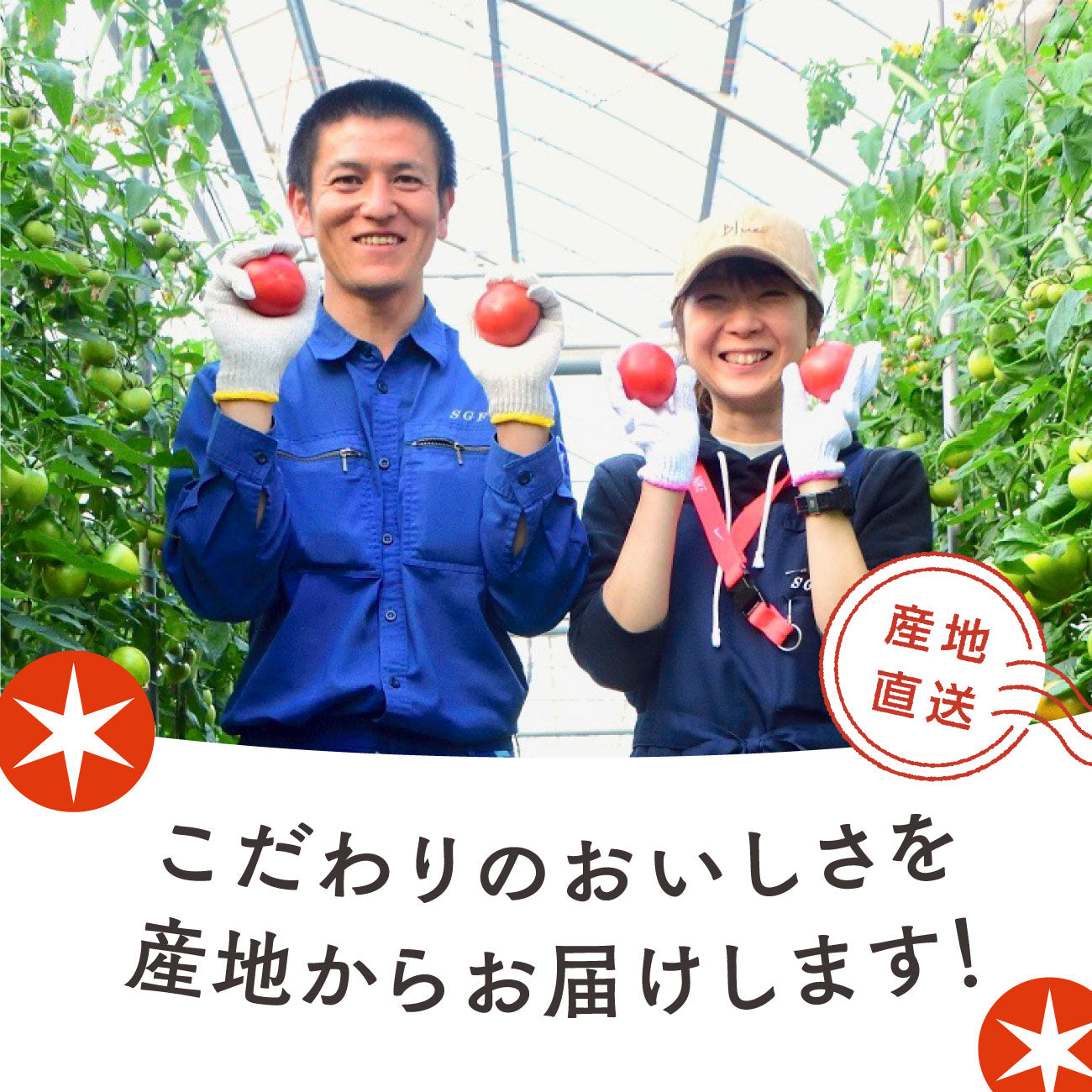 【てるて姫】スーパーフルーツトマト（2ー5月出荷）