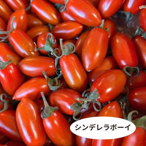 スーパーフルーツミニトマト1kg入