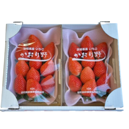 いちご　かおり野 (年内出荷分）