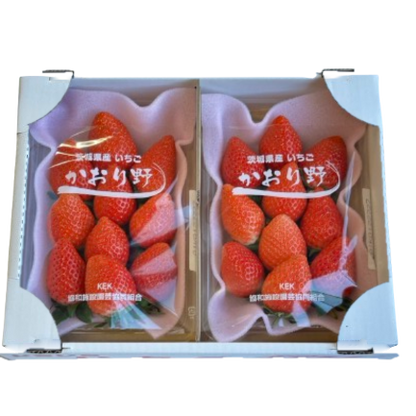 いちご　かおり野 (年内出荷分）