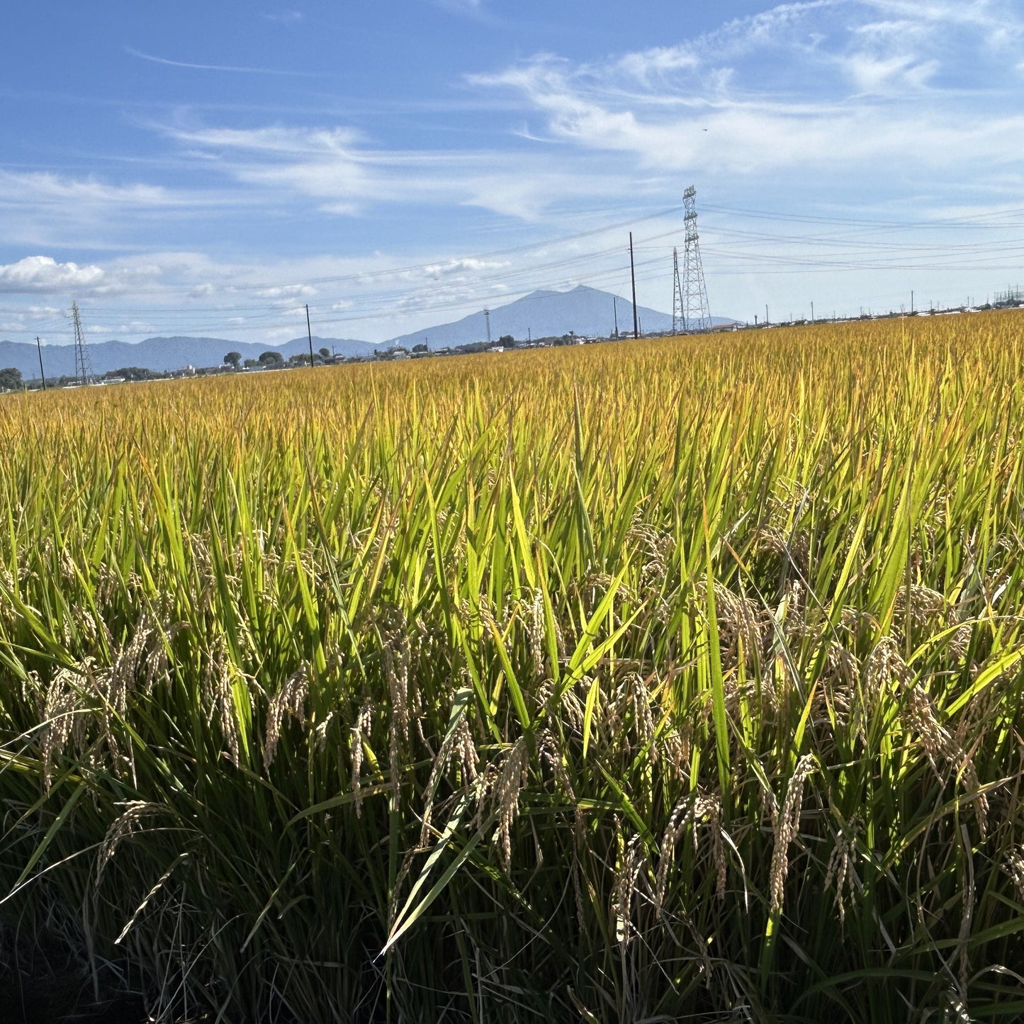 茨城県産コシヒカリ令和６年産新米(10月~出荷)